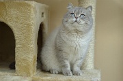 BRITISH SHORTHAIR 020